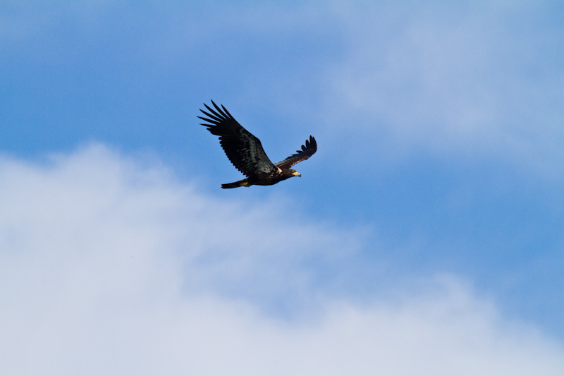 Blad Eagle In Flight